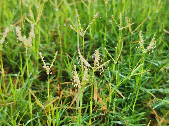 原来狗牙根草就是百慕大草？